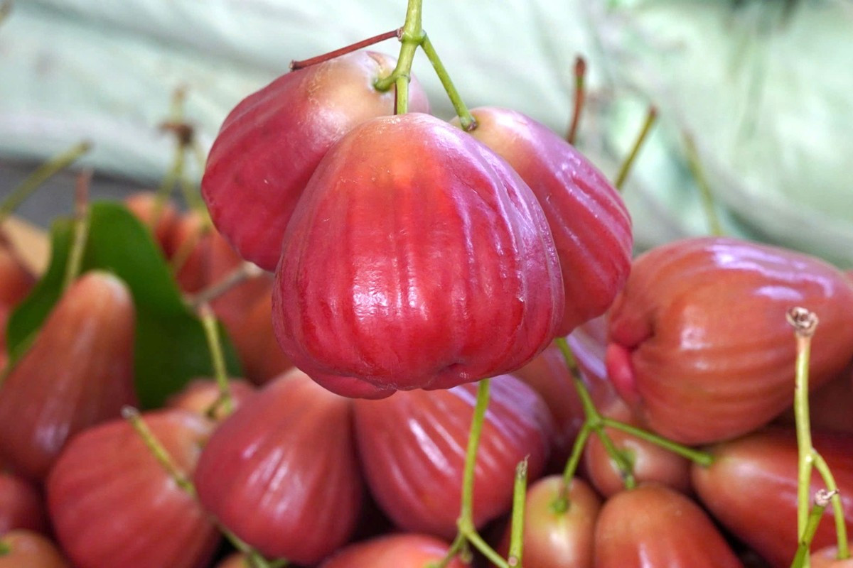 Trái mận 'lạ' giá cao đang gây sốt ảnh 1