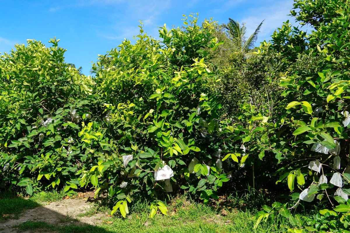 Trái mận 'lạ' giá cao đang gây sốt ảnh 3