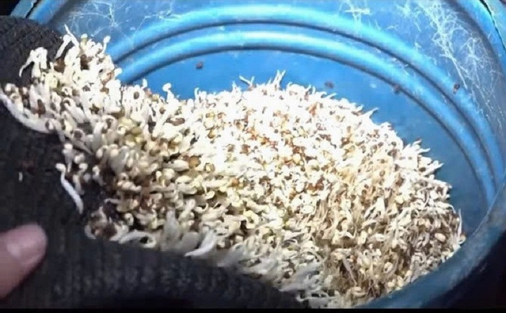 Cận cảnh bên trong xưởng sản xuất 3.500 tấn giá đỗ ngâm hóa chất độc hại- Ảnh 5.