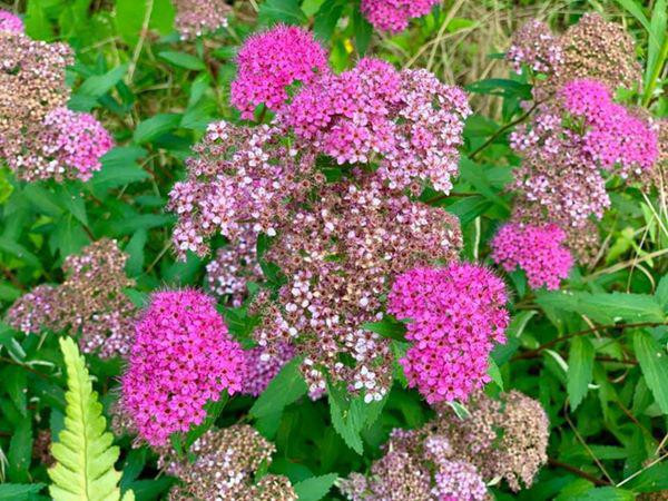 Ca sĩ Mỹ Lệ ở tuổi 53, sau nhiều năm rút khỏi showbiz: Đại gia 'làm nông' trên mảnh vườn hơn 10.000m2 'cái gì cũng có'- Ảnh 24.