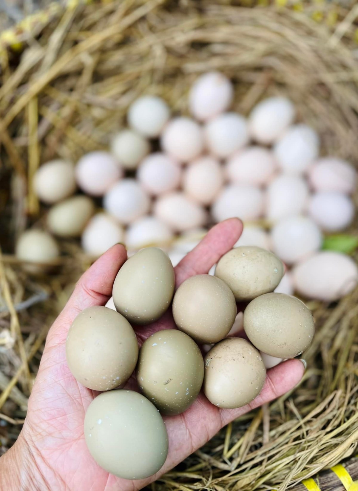 Ca sĩ Mỹ Lệ ở tuổi 53, sau nhiều năm rút khỏi showbiz: Đại gia 'làm nông' trên mảnh vườn hơn 10.000m2 'cái gì cũng có'- Ảnh 11.