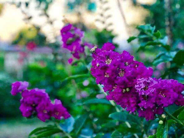 Ca sĩ Mỹ Lệ ở tuổi 53, sau nhiều năm rút khỏi showbiz: Đại gia 'làm nông' trên mảnh vườn hơn 10.000m2 'cái gì cũng có'- Ảnh 27.