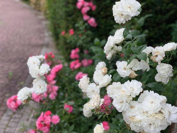 Ca sĩ Mỹ Lệ ở tuổi 53, sau nhiều năm rút khỏi showbiz: Đại gia 'làm nông' trên mảnh vườn hơn 10.000m2 'cái gì cũng có'- Ảnh 26.