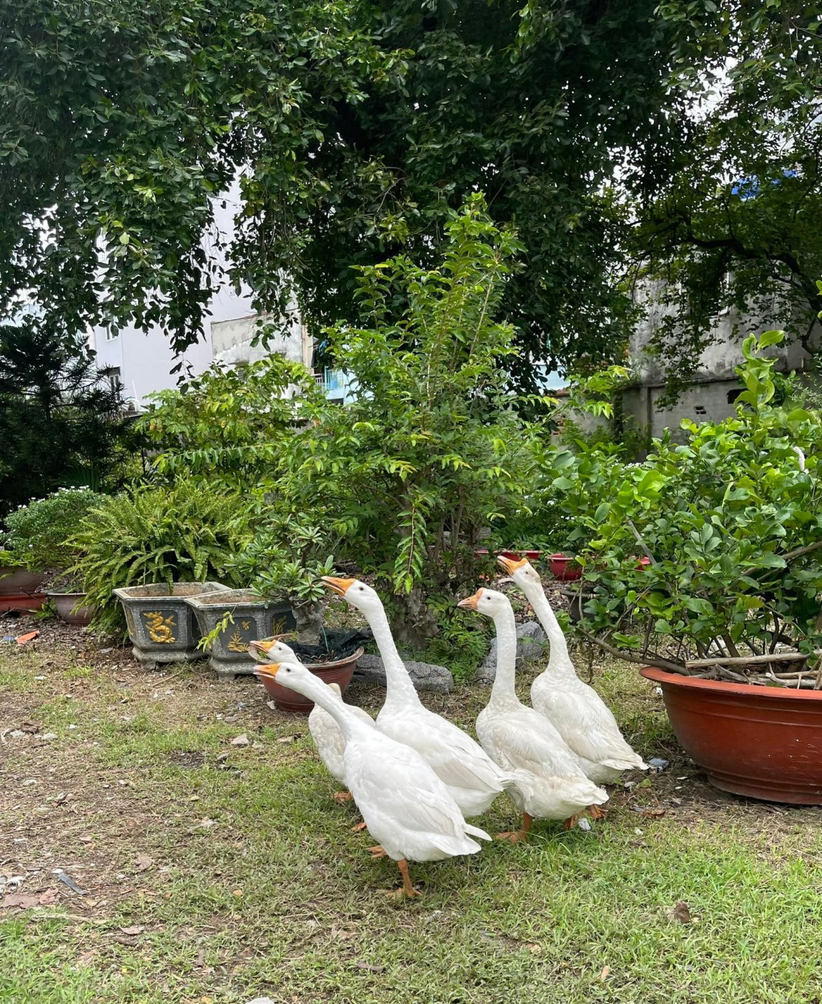 Ca sĩ Mỹ Lệ ở tuổi 53, sau nhiều năm rút khỏi showbiz: Đại gia 'làm nông' trên mảnh vườn hơn 10.000m2 'cái gì cũng có'- Ảnh 13.