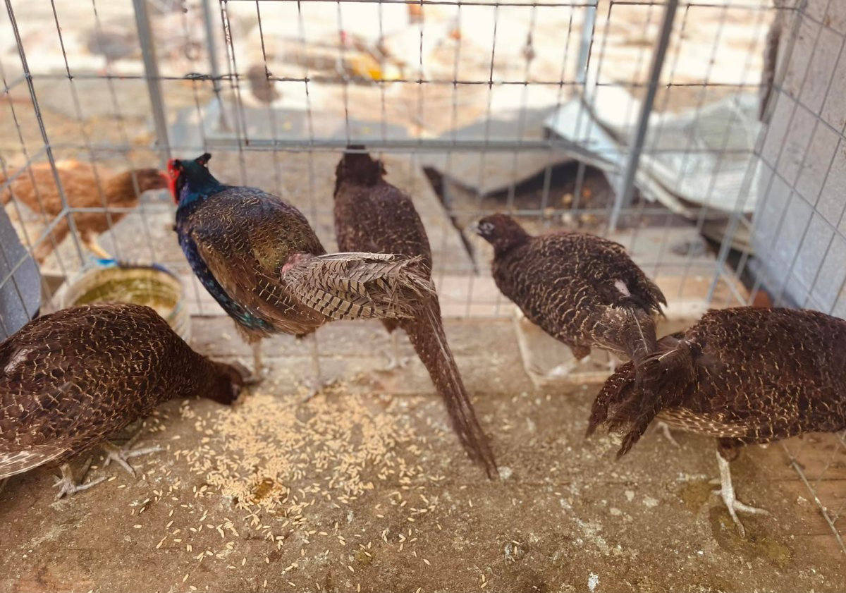 Ca sĩ Mỹ Lệ ở tuổi 53, sau nhiều năm rút khỏi showbiz: Đại gia 'làm nông' trên mảnh vườn hơn 10.000m2 'cái gì cũng có'- Ảnh 10.