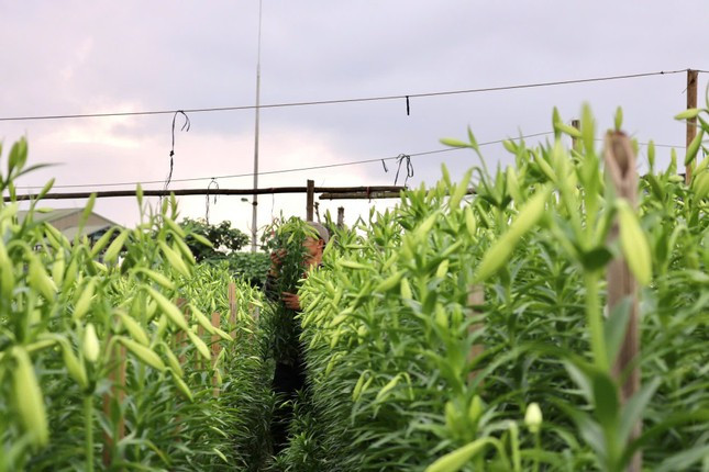 Hà Nội vào mùa hoa loa kèn ảnh 2