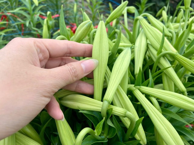 Hà Nội vào mùa hoa loa kèn ảnh 6