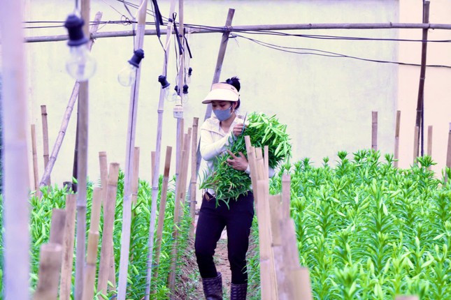 Hà Nội vào mùa hoa loa kèn ảnh 4