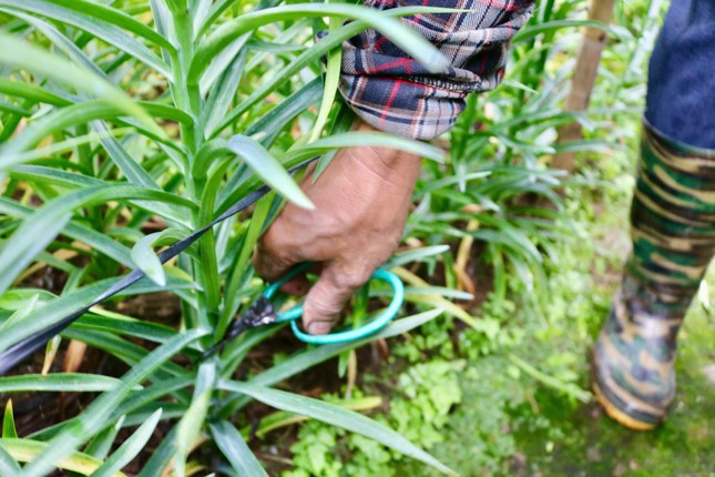 Hà Nội vào mùa hoa loa kèn ảnh 3