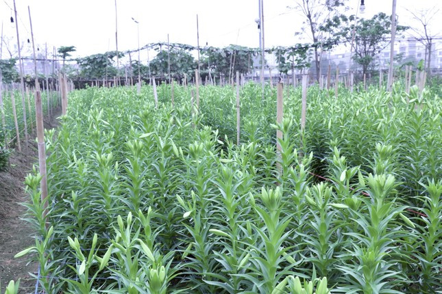 Hà Nội vào mùa hoa loa kèn ảnh 1