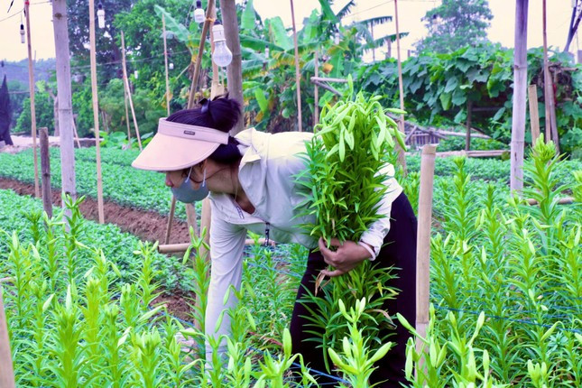 Hà Nội vào mùa hoa loa kèn ảnh 5