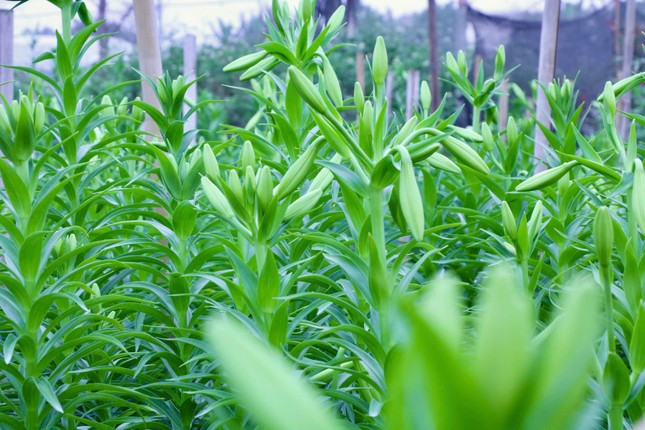 Hà Nội vào mùa hoa loa kèn ảnh 8