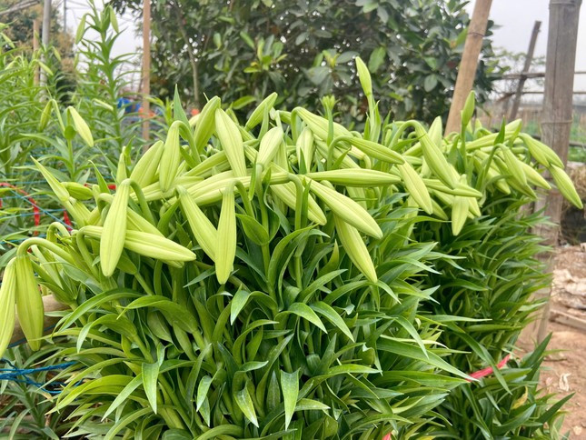 Hà Nội vào mùa hoa loa kèn ảnh 7