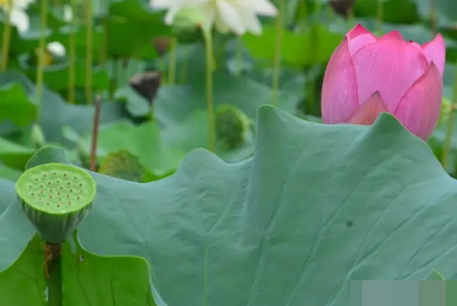 Tuần tới vận xui qua đi may mắn kéo đến 4 con giáp sự nghiệp lên hương cuộc sống sung túc