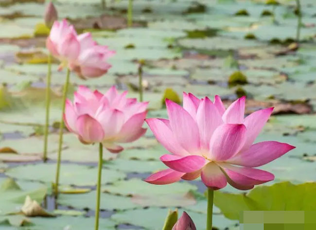 Tuần tới vận xui qua đi may mắn kéo đến 4 con giáp sự nghiệp lên hương cuộc sống sung túc