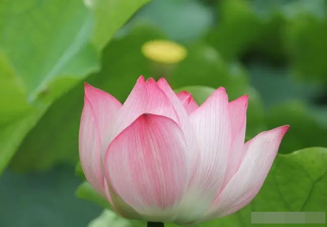 Tuần tới vận xui qua đi may mắn kéo đến 4 con giáp sự nghiệp lên hương cuộc sống sung túc