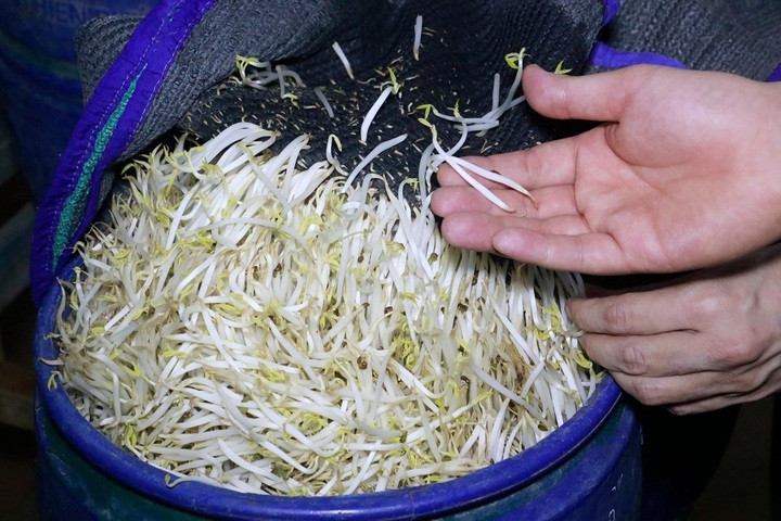 Để tăng sản lượng, giá đỗ to, mập và đẹp mắt hơn, kéo dài thời gian bảo quản, thu lợi nhuận cao hơn mức bình thường, các nhóm người sử dụng “nước kẹo” để tưới vào các lu giá đỗ trong quá trình sản xuất. (Ảnh: CANA)