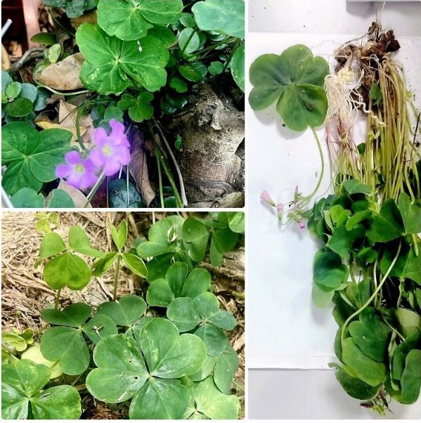 Uống nước me đất hoa đỏ, người phụ nữ 62 tuổi suy thận cấp- Ảnh 1.