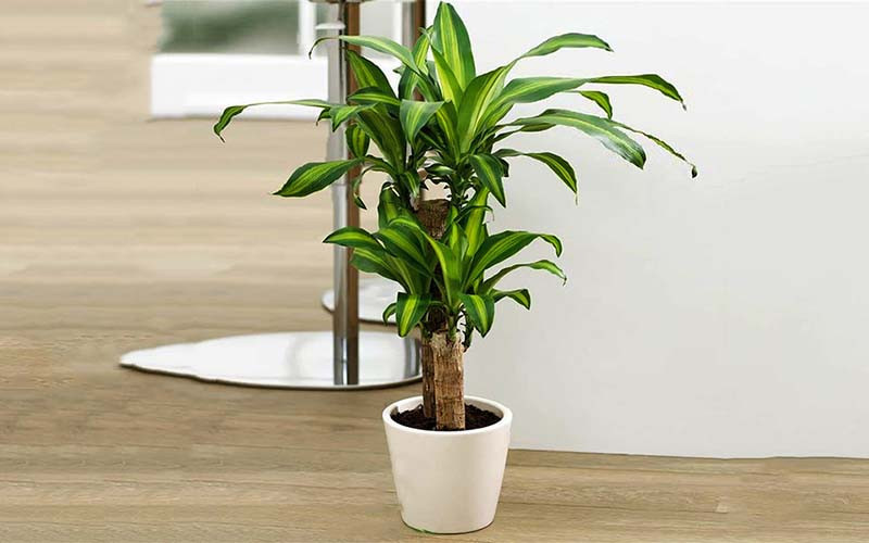 Cách chọn cây cảnh để chân cầu thang trong nhà hút vượng khí, tài lộc- Ảnh 5.