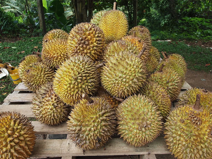 Phần cuống là một dấu hiệu để phân biệt sầu riêng chín cây và nhúng thuốc. (Ảnh: Smithsonianmag)