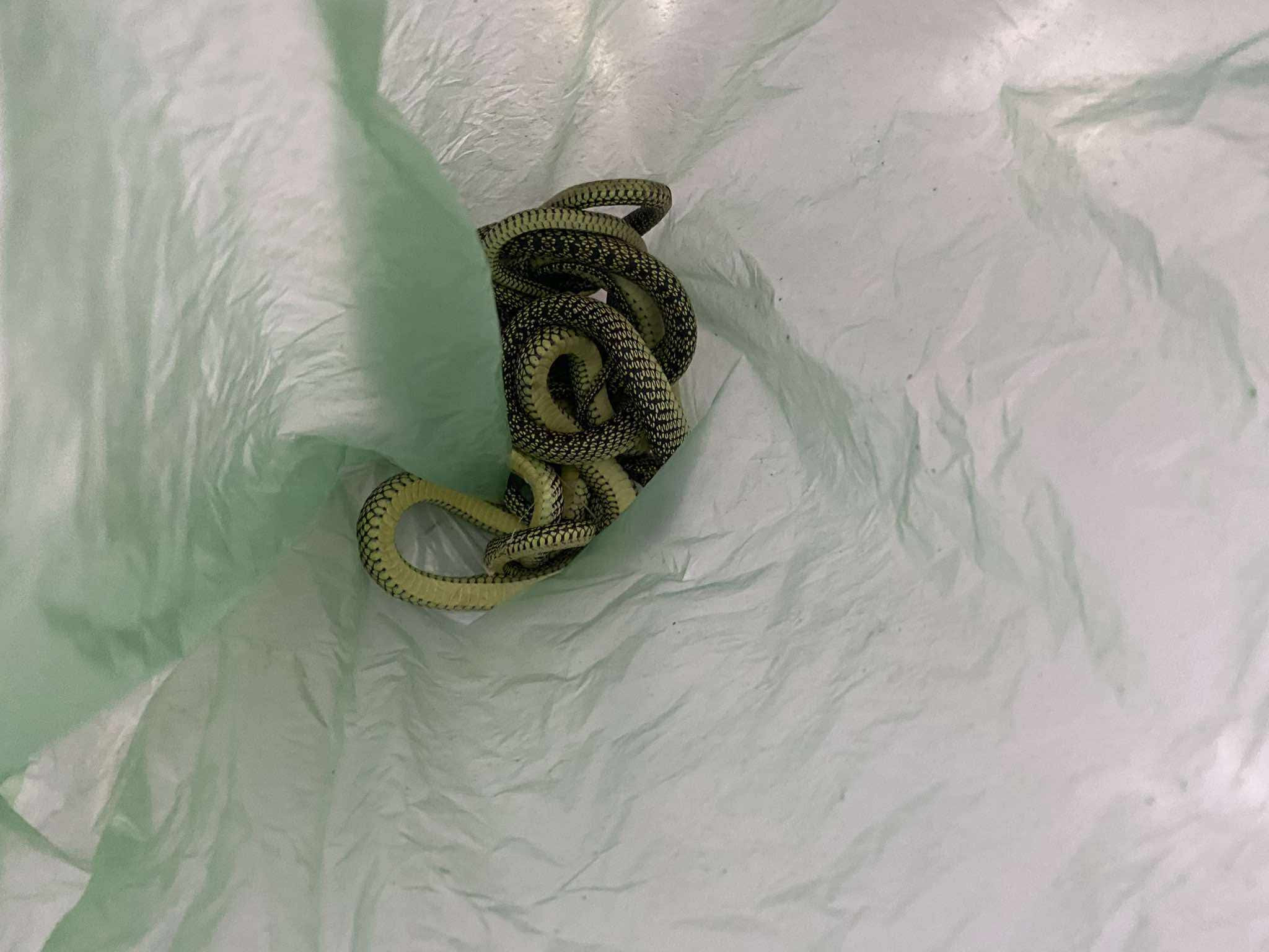 49435959811222920829996266503275650912061082n