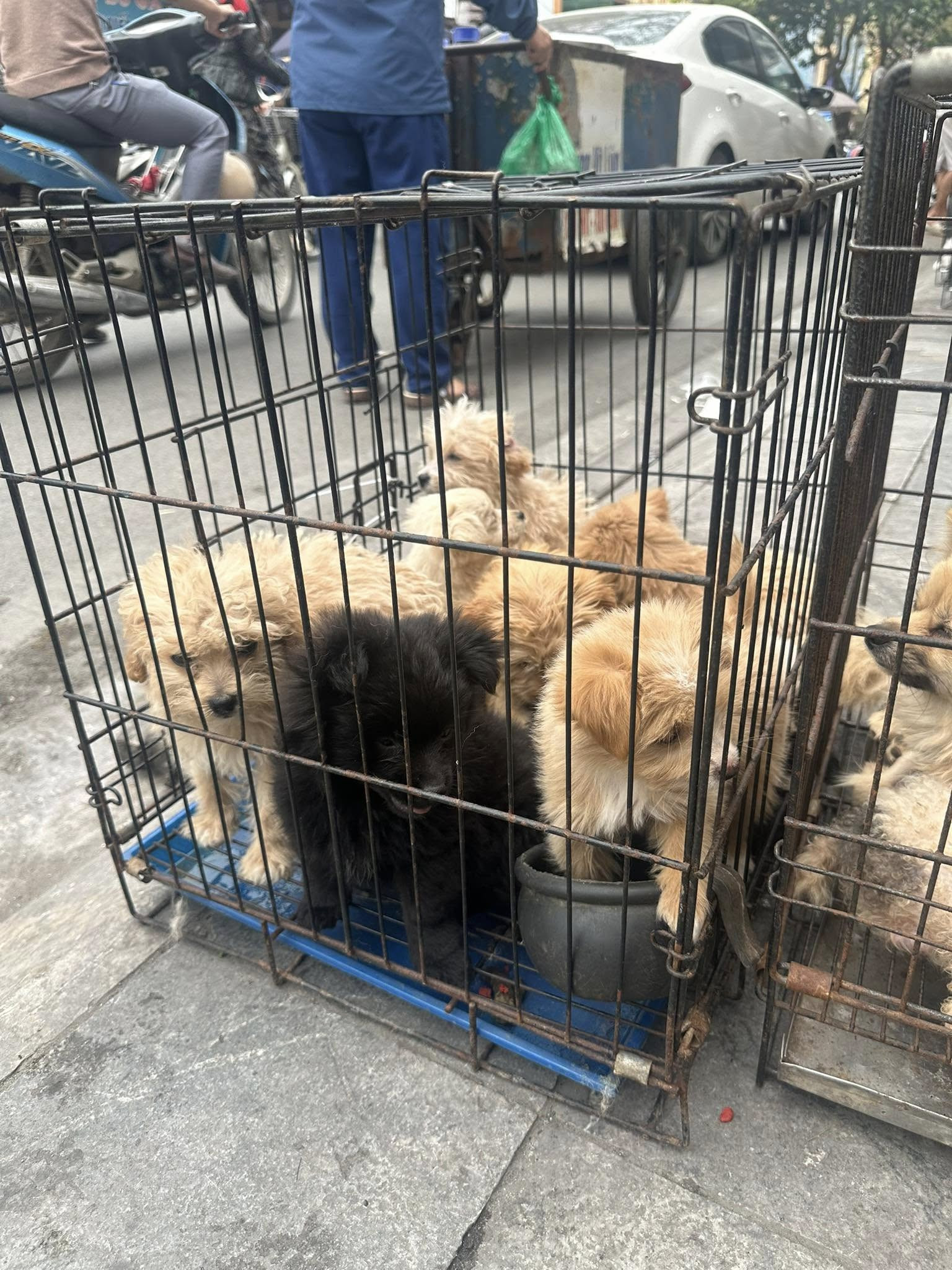 Cảnh giác với chiêu trò lừa đảo qua mua bán máy ảnh, cứu hộ chó mèo lạc- Ảnh 3.