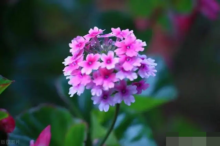 Tử vi quý 22025 4 cung hoàng đạo đón lộc lớn tiền vào đầy ví