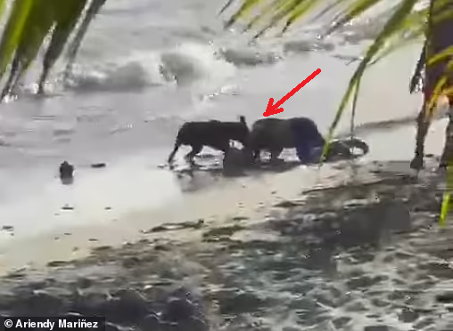 Đang đi dạo ở bãi biển, người phụ nữ bỗng hét lớn rồi ngã quỵ: Nhân chứng kể lại chi tiết ám ảnh - Ảnh 1.