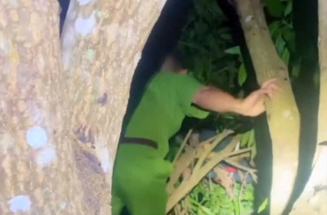 Hi hữu: Học sinh lớp 2 ngủ quên trên cây, gia đình báo công an đi tìm ảnh 1