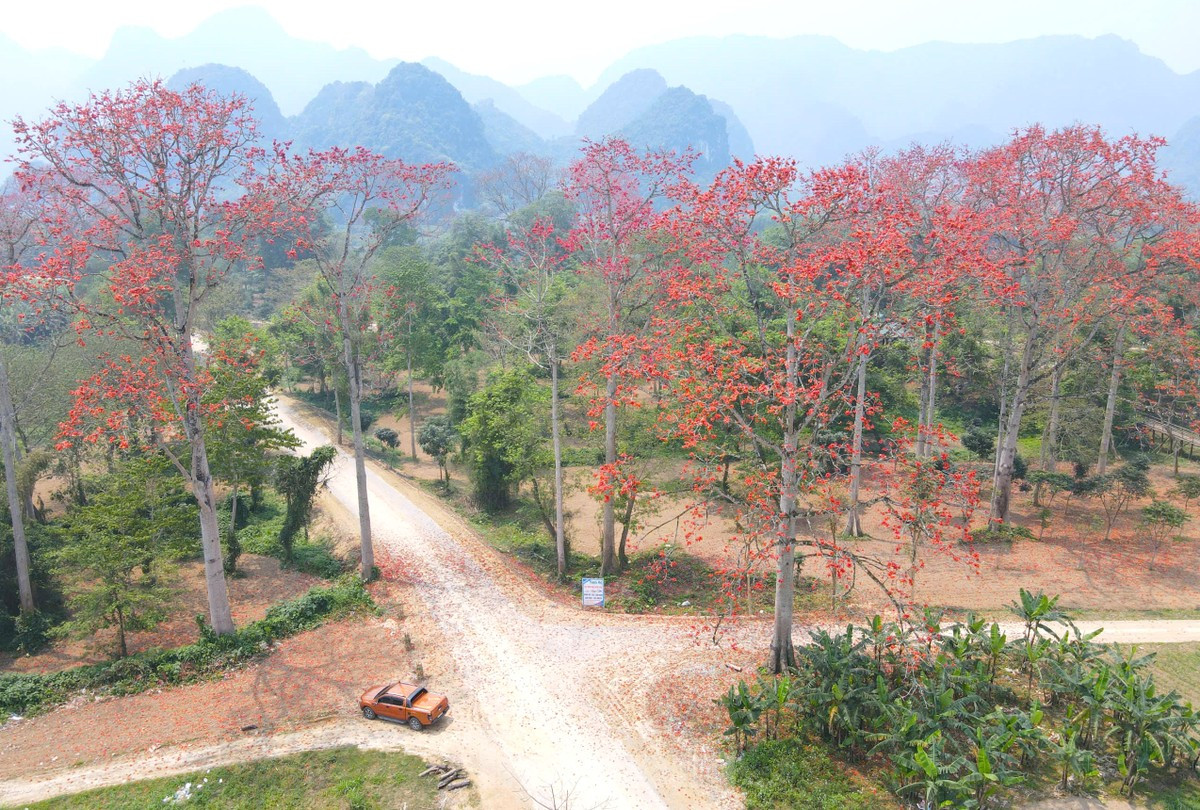 Đẹp nao lòng những cây hoa gạo cổ thụ bung nở giữa núi rừng xứ Nghệ ảnh 1