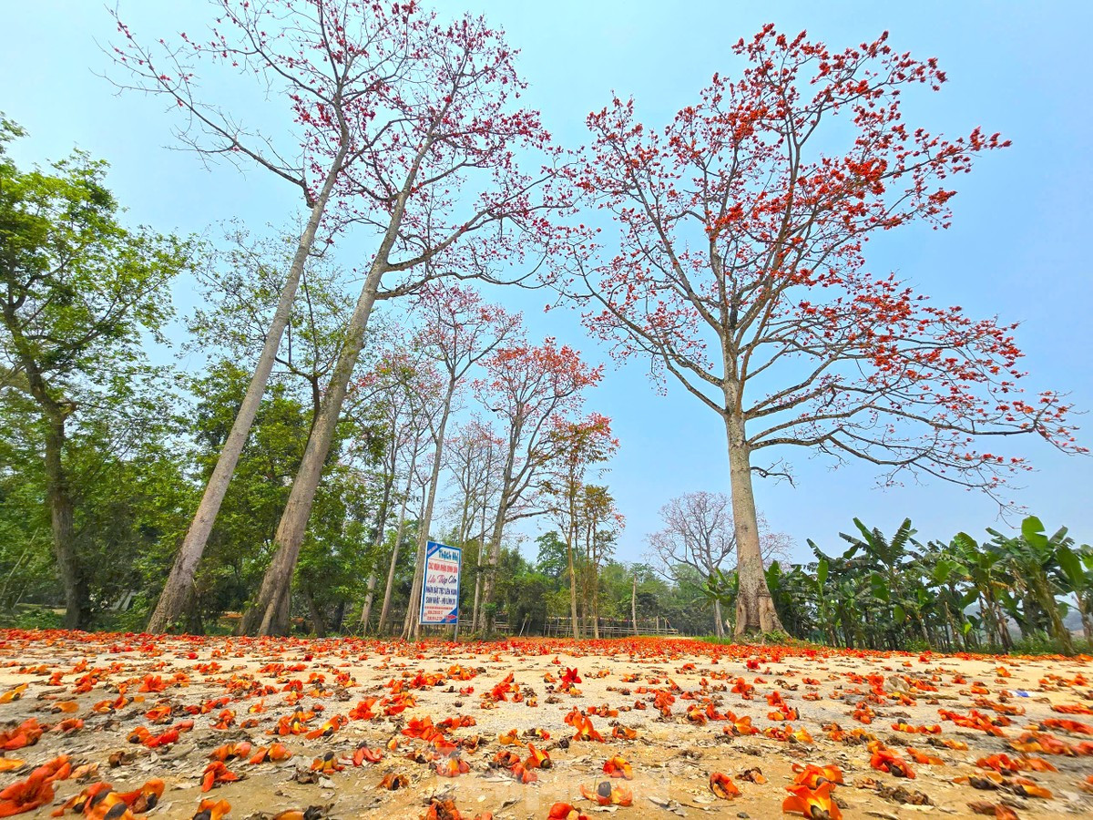 Đẹp nao lòng những cây hoa gạo cổ thụ bung nở giữa núi rừng xứ Nghệ ảnh 8