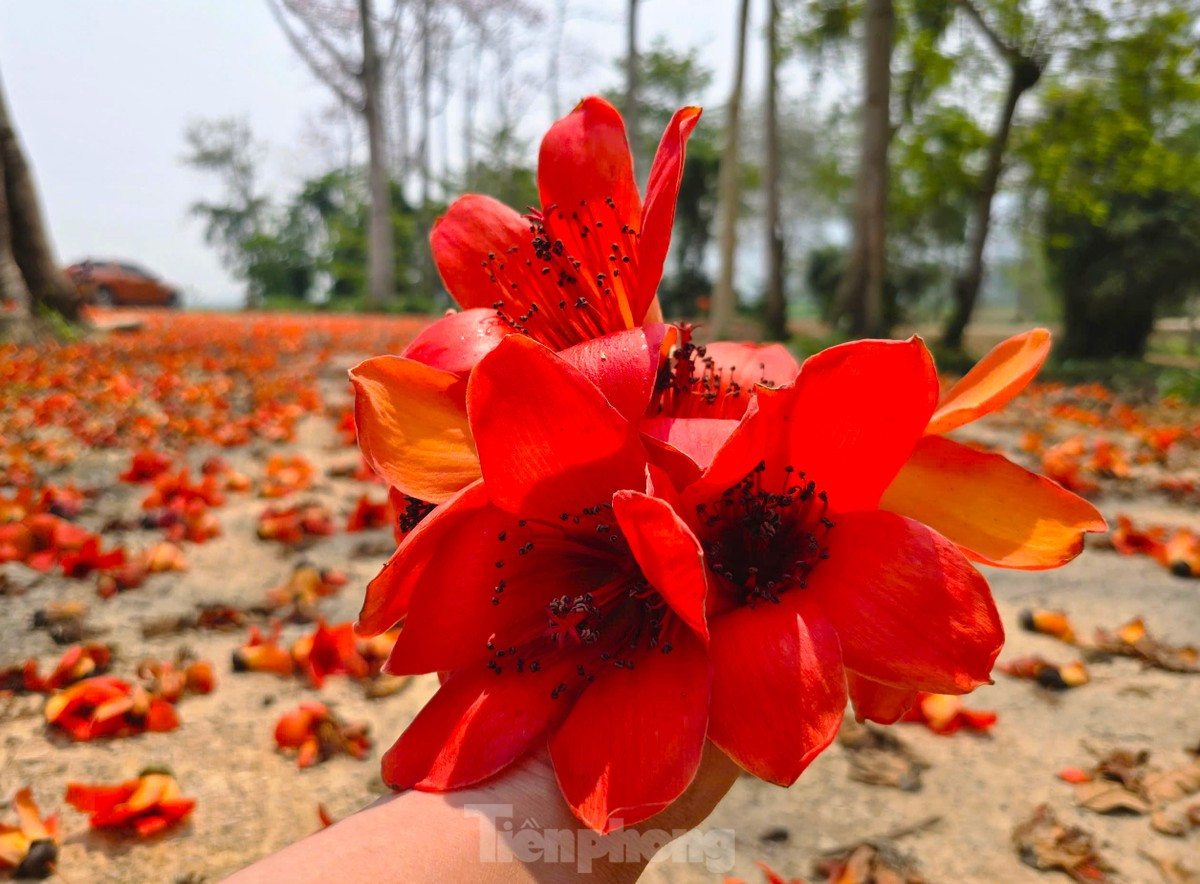 Đẹp nao lòng những cây hoa gạo cổ thụ bung nở giữa núi rừng xứ Nghệ ảnh 7
