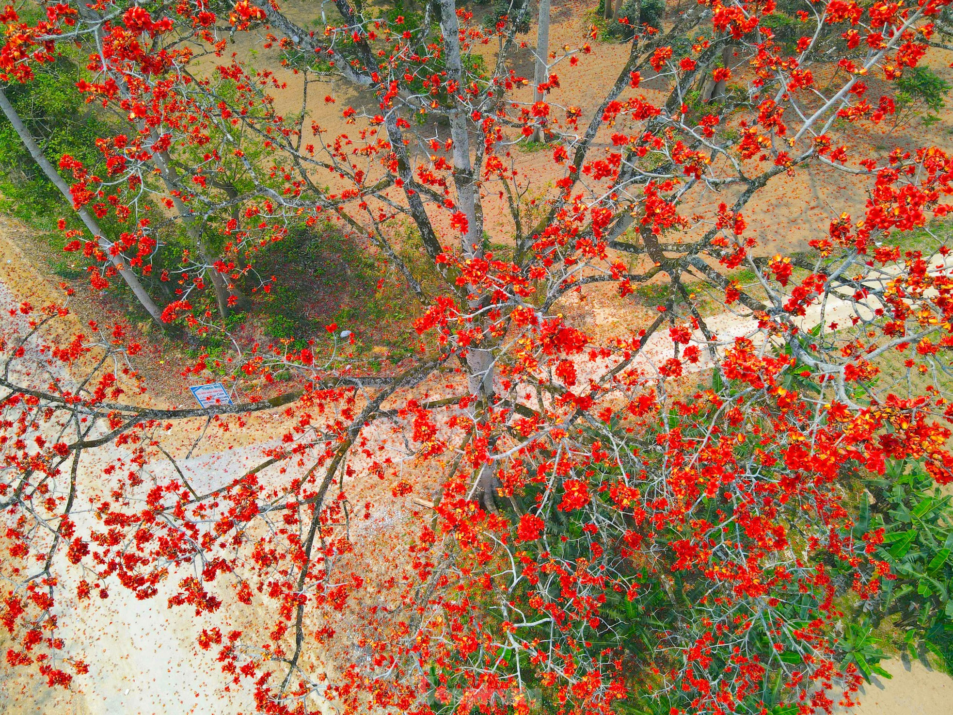 Đẹp nao lòng những cây hoa gạo cổ thụ bung nở giữa núi rừng xứ Nghệ ảnh 10