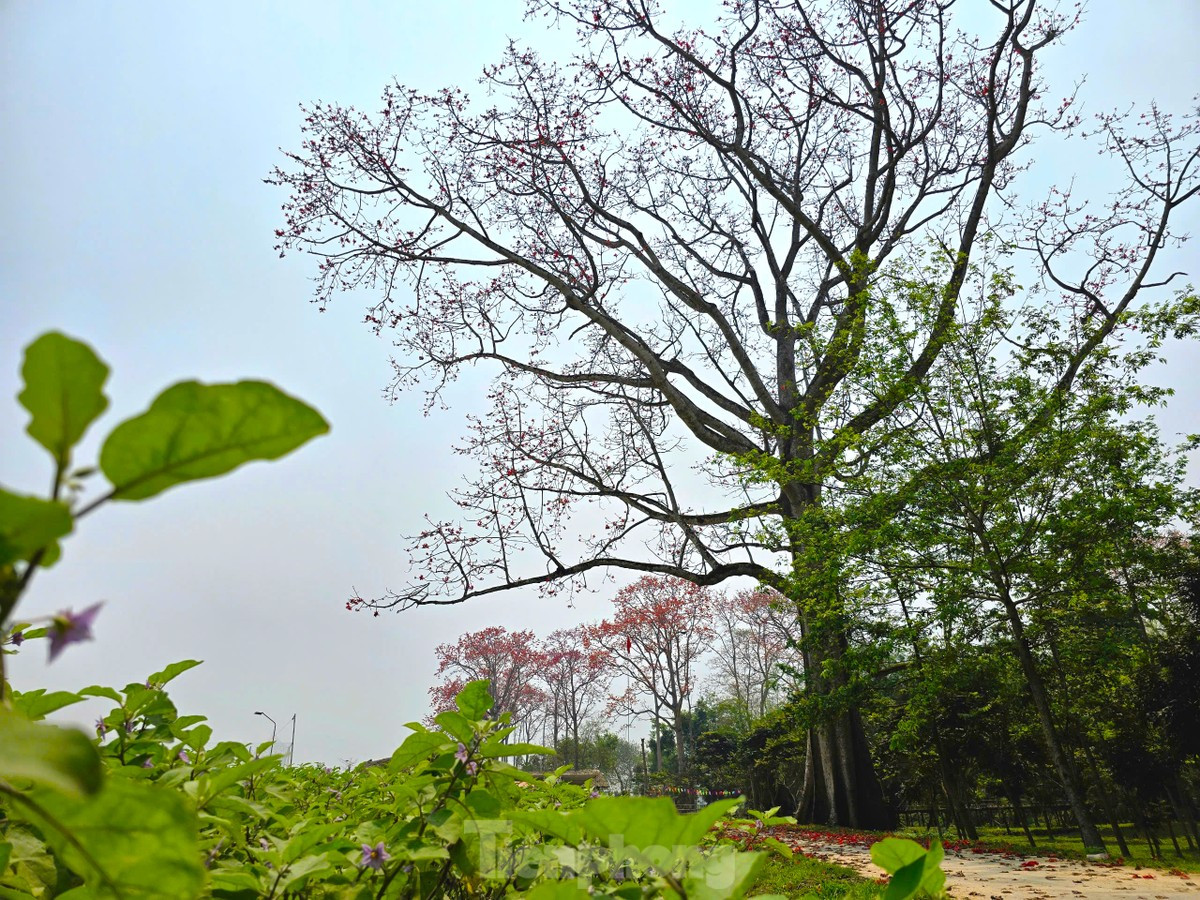 Đẹp nao lòng những cây hoa gạo cổ thụ bung nở giữa núi rừng xứ Nghệ ảnh 4