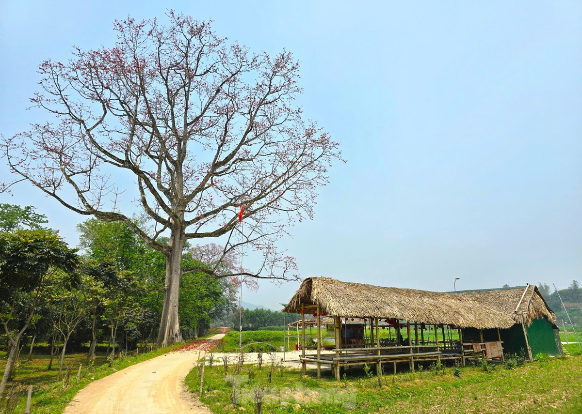 Đẹp nao lòng những cây hoa gạo cổ thụ bung nở giữa núi rừng xứ Nghệ ảnh 11
