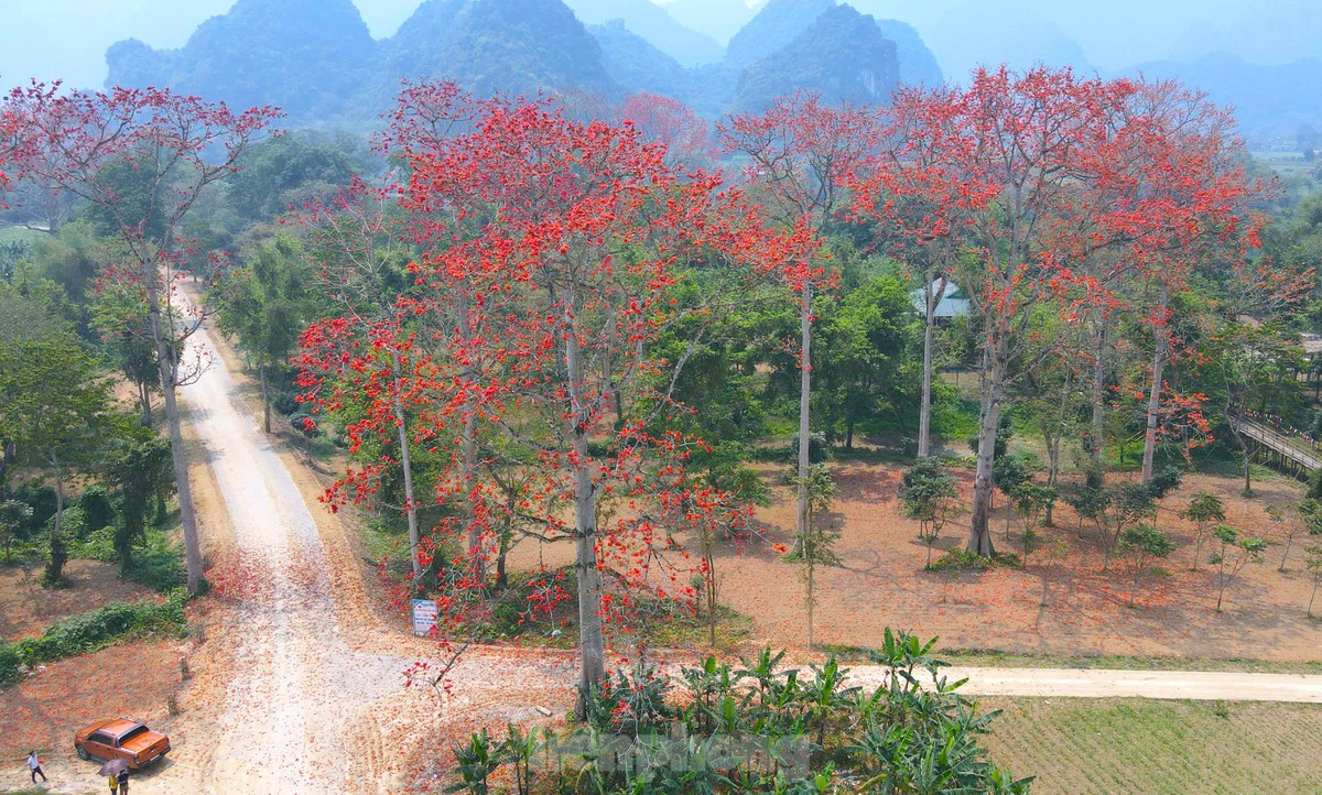 Đẹp nao lòng những cây hoa gạo cổ thụ bung nở giữa núi rừng xứ Nghệ ảnh 5