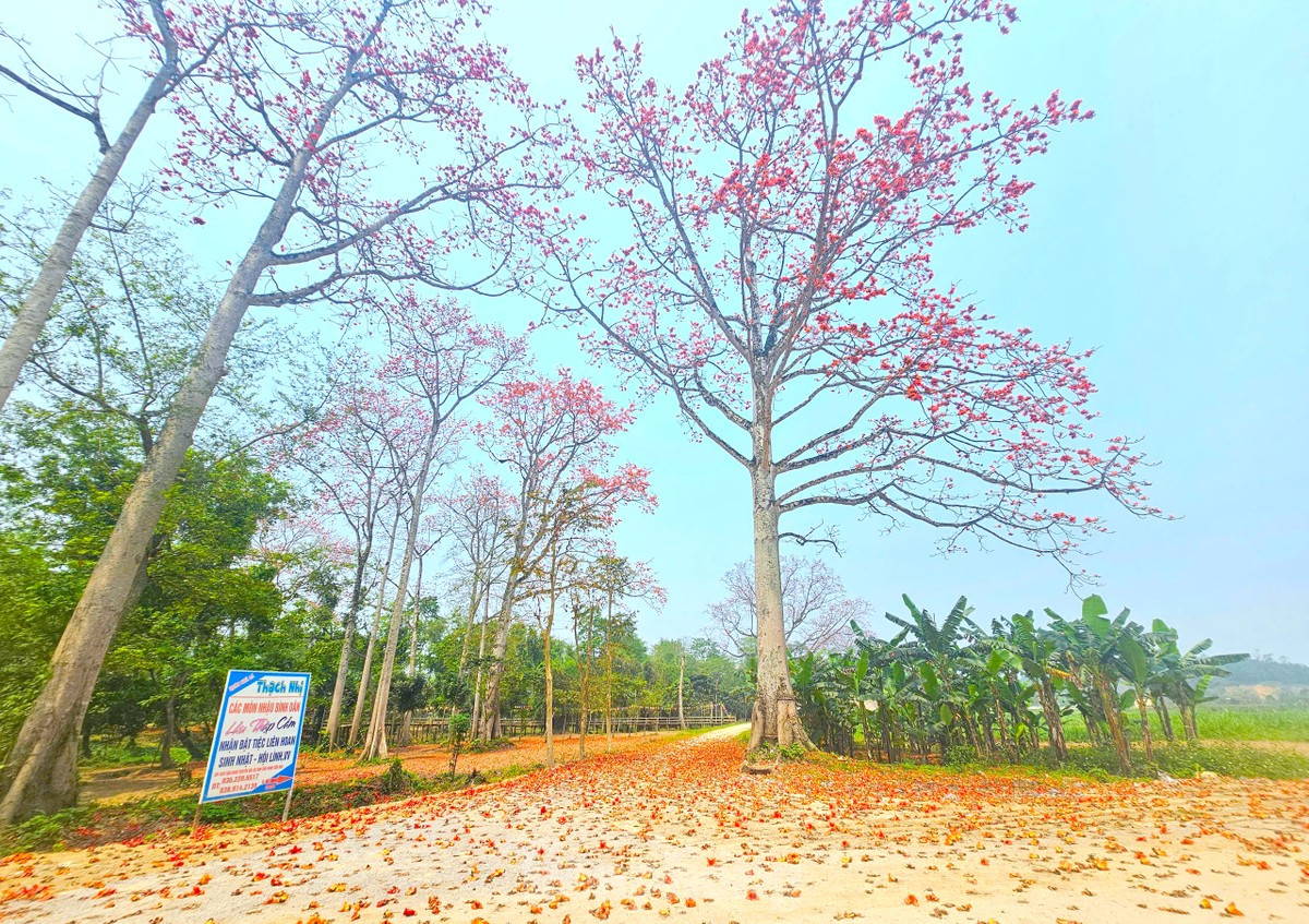 Đẹp nao lòng những cây hoa gạo cổ thụ bung nở giữa núi rừng xứ Nghệ ảnh 3