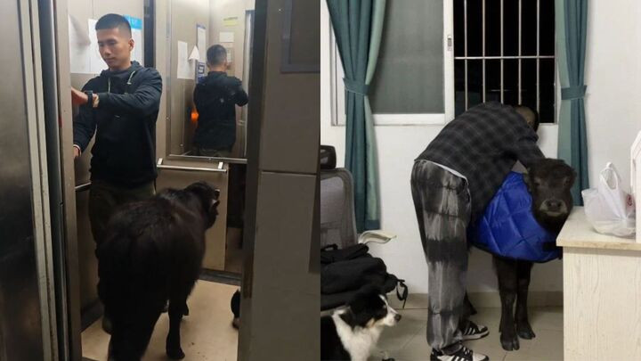 Cuộc sống hàng ngày của chú nghé thu hút sự quan tâm của dân mạng Trung Quốc.