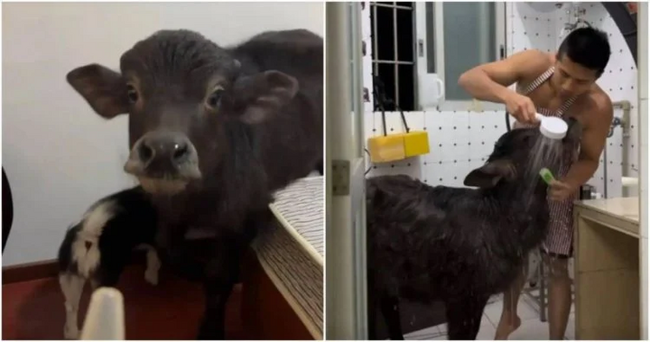 Dù bị đuổi khỏi nhà thuê nhiều lần nhưng Chen vẫn không từ bỏ chú nghé cưng.