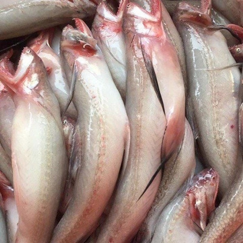 Cá khoai hình dáng thân cá tròn trịa, thon dài, thịt trắng hồng, không vảy, trông như những củ khoai nhỏ nhắn.