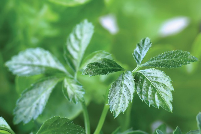 Loại cây mọc dại ở Việt Nam được báo Mỹ gọi là