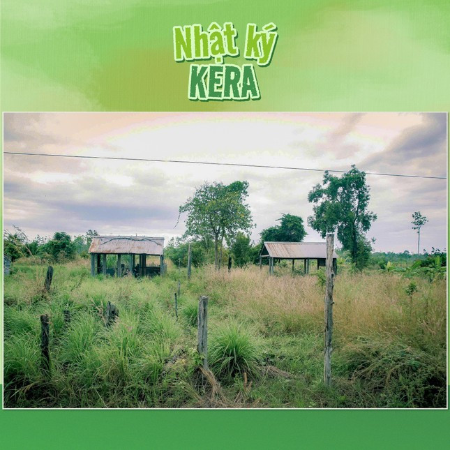 Thực hư vùng nguyên liệu kẹo Kera của Quang Linh Vlogs và Hằng Du Mục ở Đắk Lắk ảnh 1