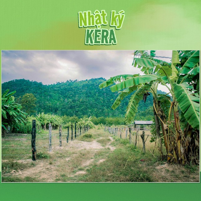 Thực hư vùng nguyên liệu kẹo Kera của Quang Linh Vlogs và Hằng Du Mục ở Đắk Lắk ảnh 3