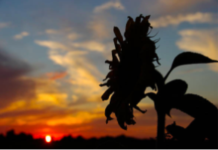 3 loại tranh đừng bao giờ tùy tiện treo ở phòng khách- Ảnh 3.