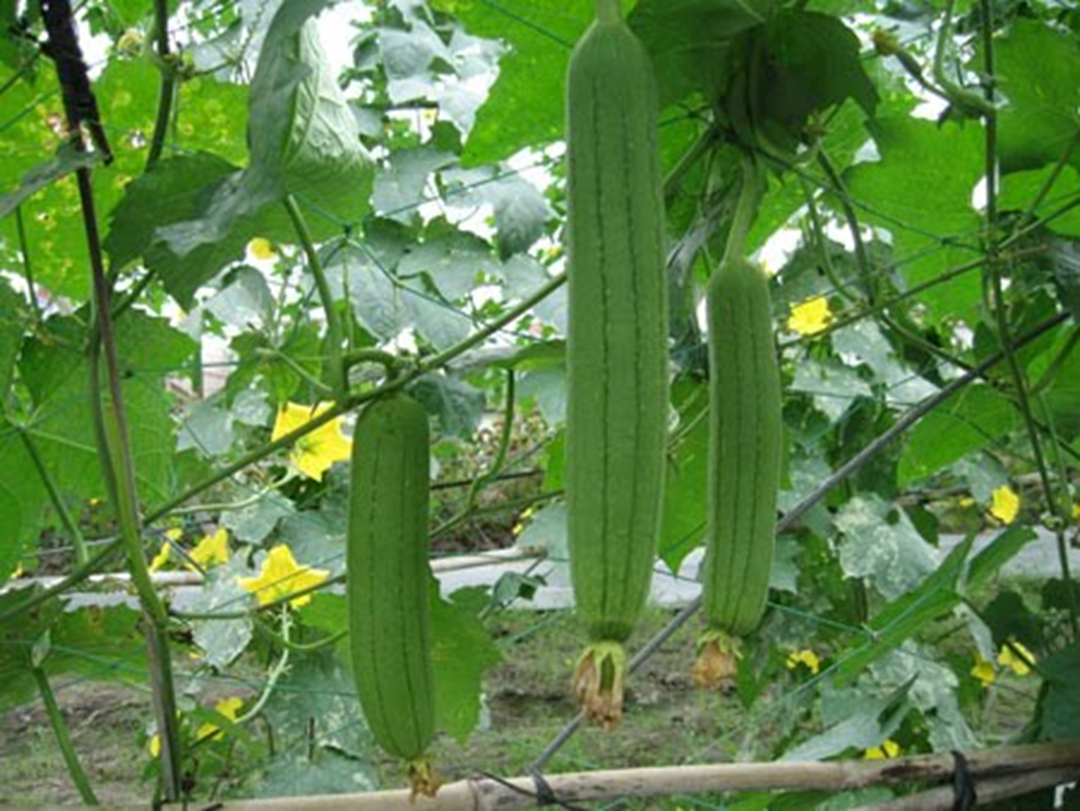 Loại quả được ví như nhân sâm trong vườn, mâm cơm nhà nào cũng có mà ít ai để ý- Ảnh 1.