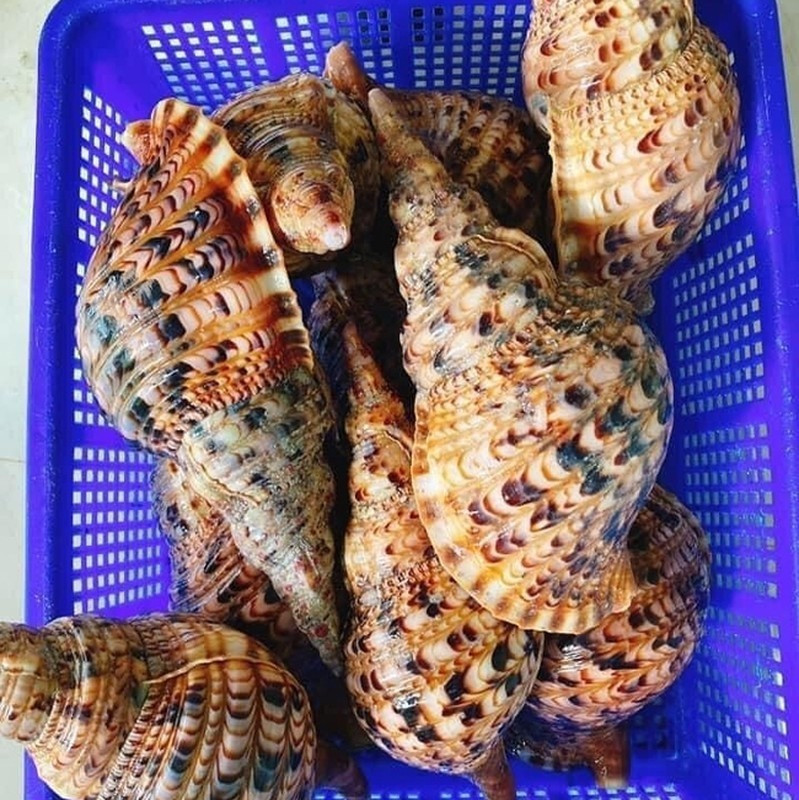 Không phải yến sào, đây mới là