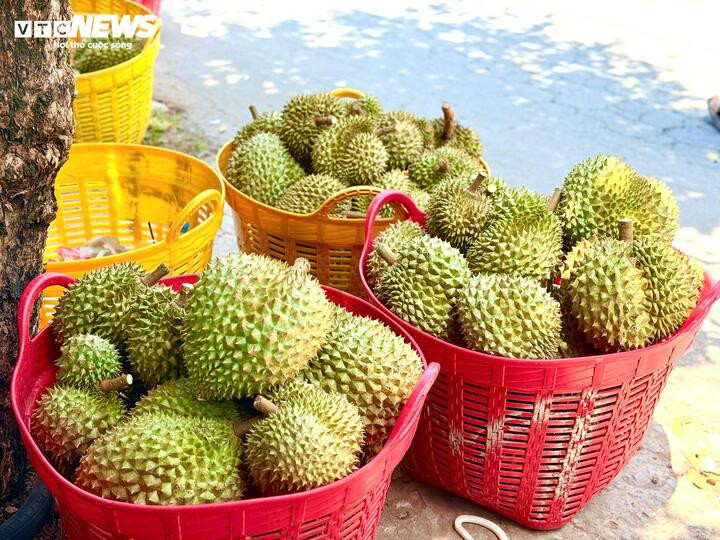 Mất mùa, mất giá, nông dân trồng sầu riêng loay hoay bài toán nhiễm độc kim loại nặng - 7