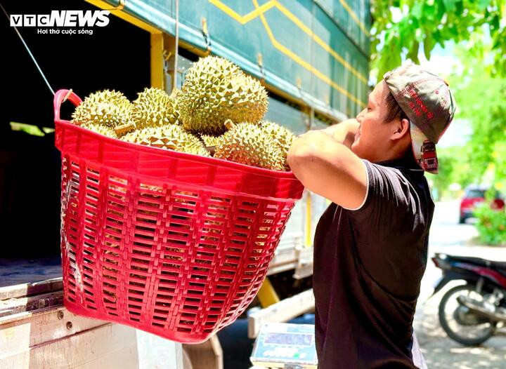 Mất mùa, mất giá, nông dân trồng sầu riêng loay hoay bài toán nhiễm độc kim loại nặng - 2