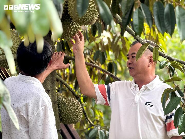 Ông Nguyễn Tuấn Khanh vào tận vườn sầu riêng thu mua từ người dân.