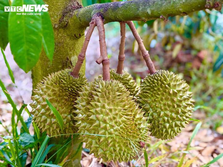 Mất mùa, mất giá, nông dân trồng sầu riêng loay hoay bài toán nhiễm độc kim loại nặng - 1